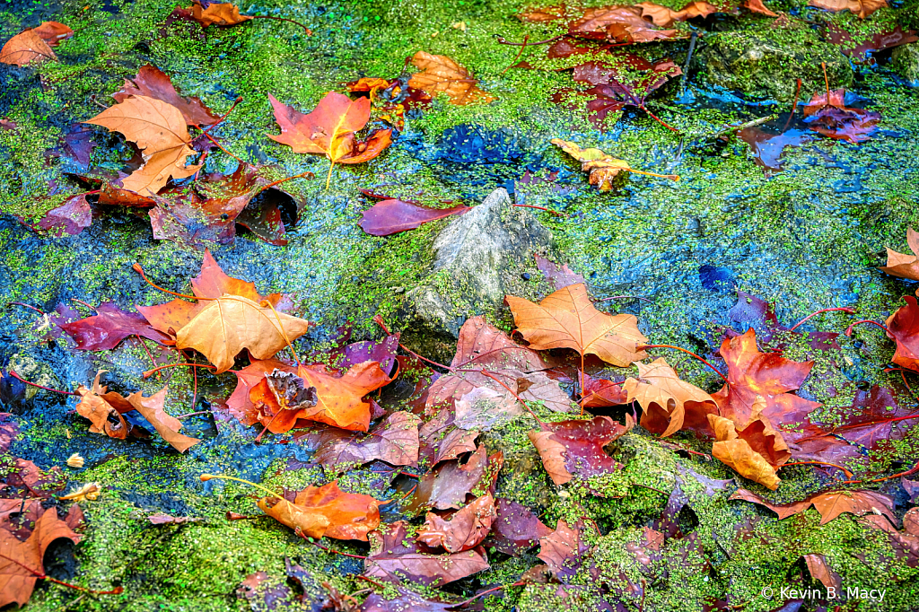 A swamp of color in the fall