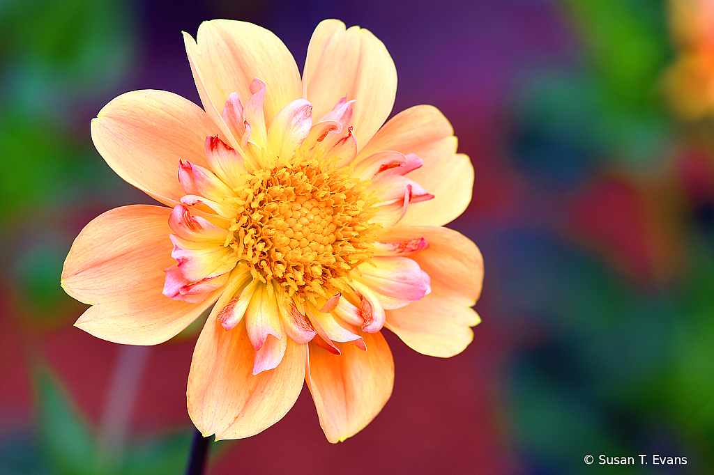 Delightful Dahlia