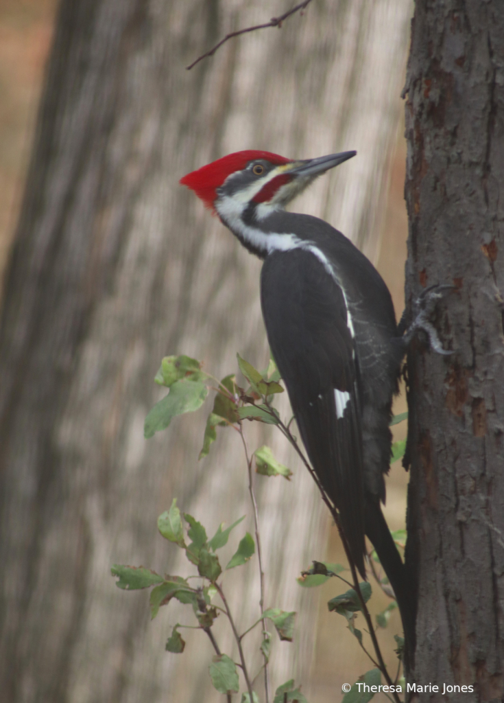 Pilated Woodpecker - ID: 16031796 © Theresa Marie Jones