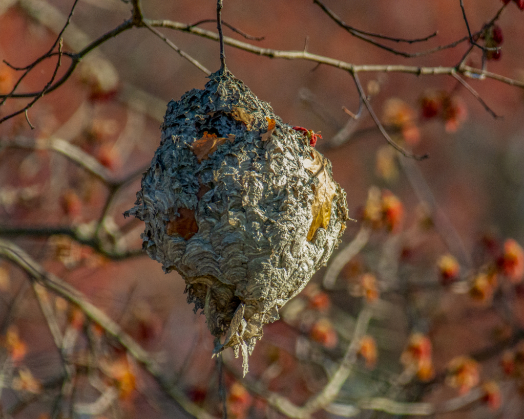 Wasp Nest