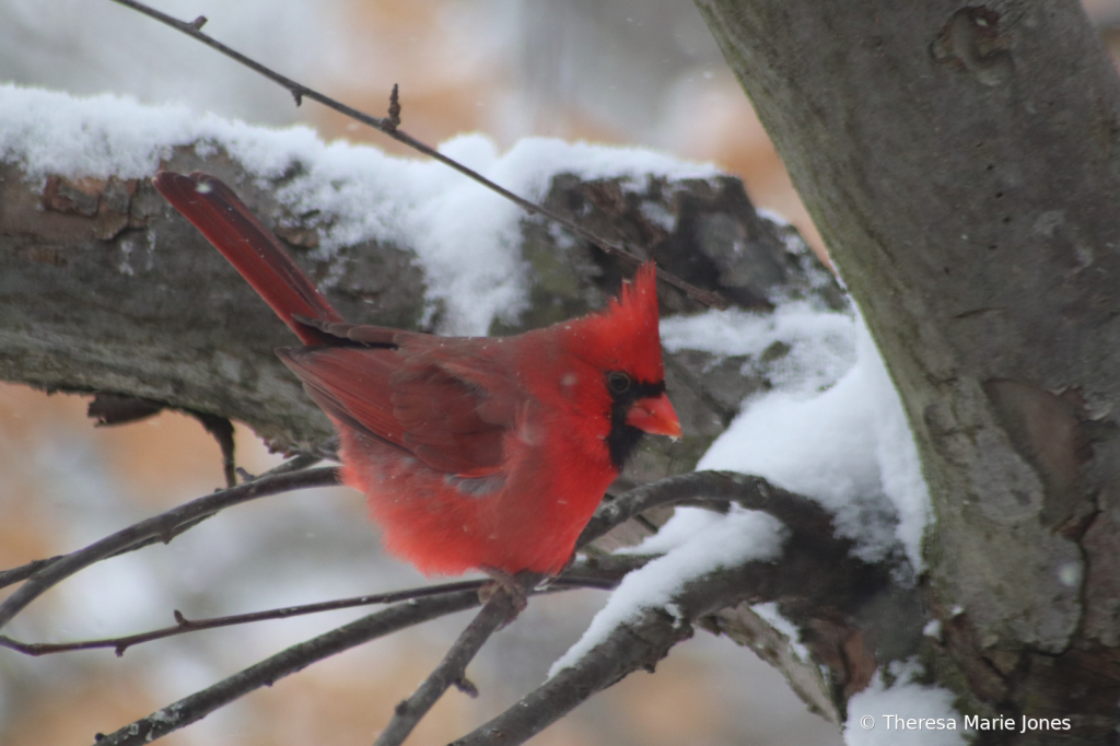 Male Cardinal  - ID: 16031799 © Theresa Marie Jones