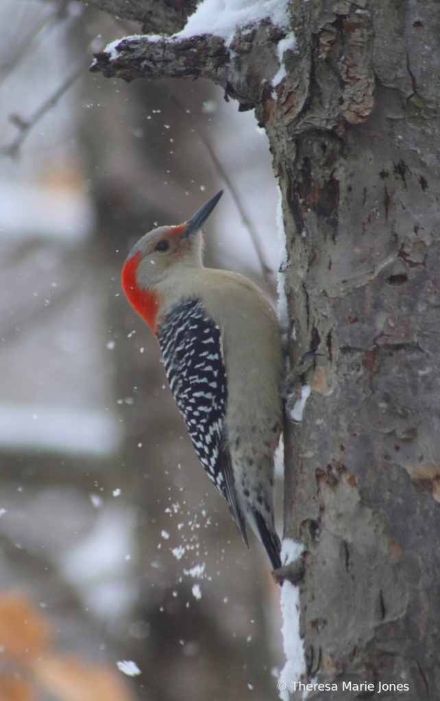 Red Belly Woodpecker - ID: 16031805 © Theresa Marie Jones