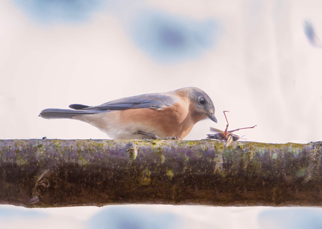 The Bluebird and the Sleeping Grasshopper