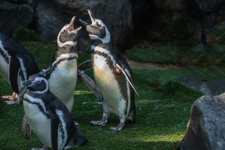 A Capella Penguin Duo