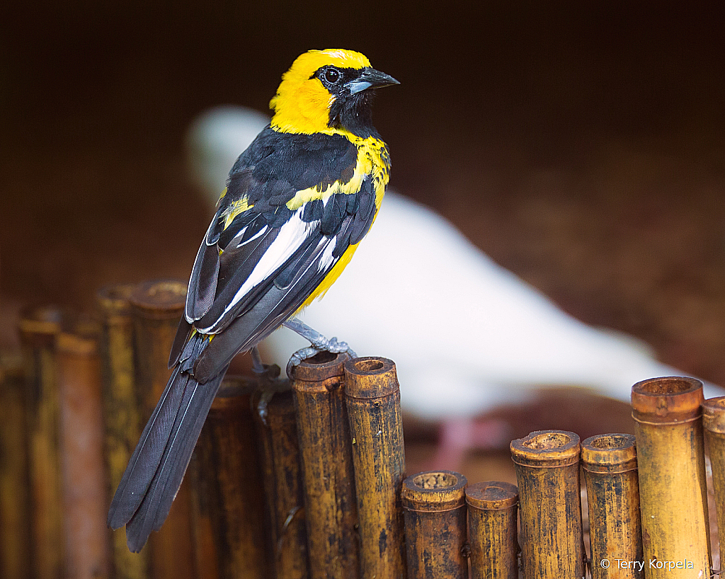 Weaver - ID: 16031987 © Terry Korpela