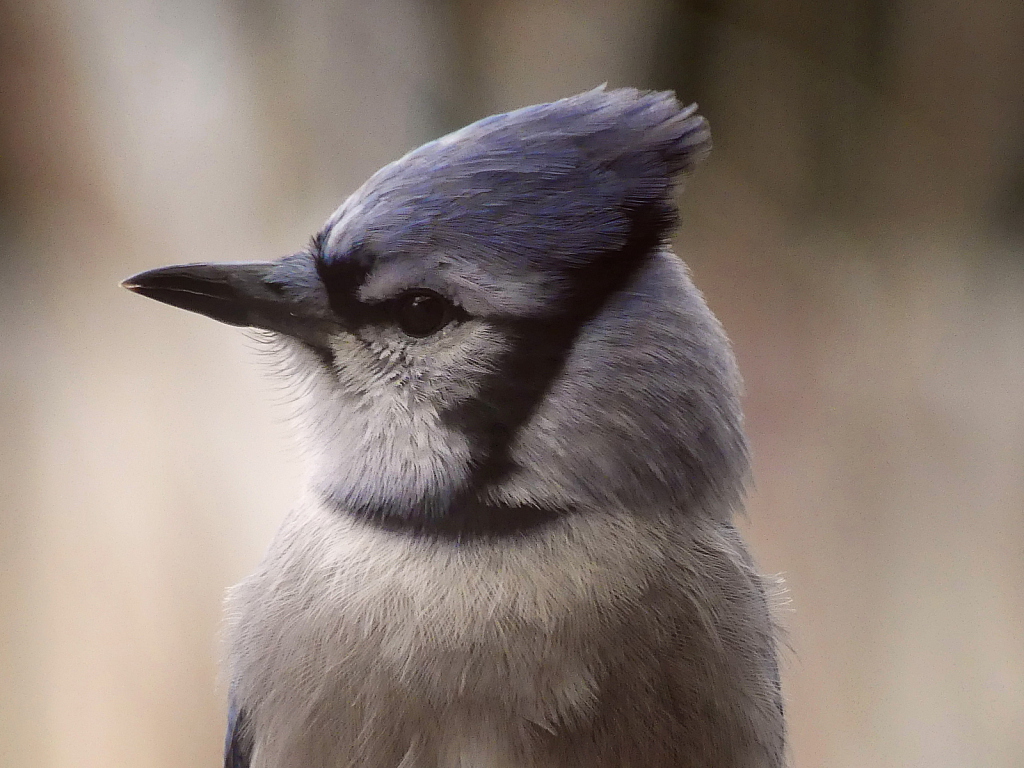 Blue Jay Portrait