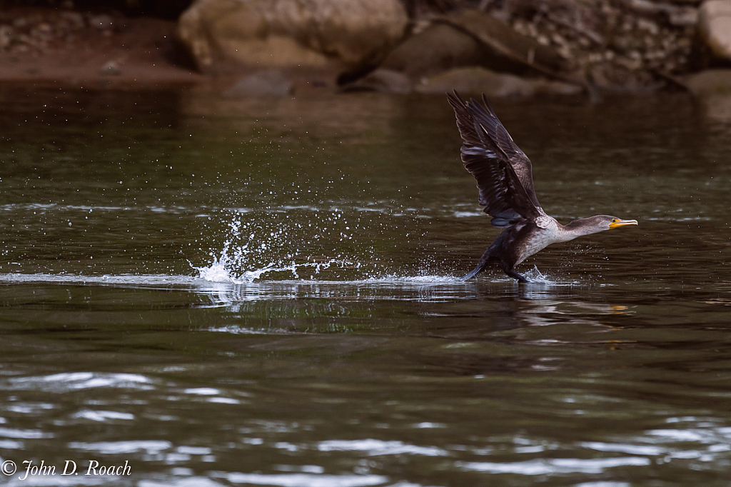 Flaps Up and Taking Off