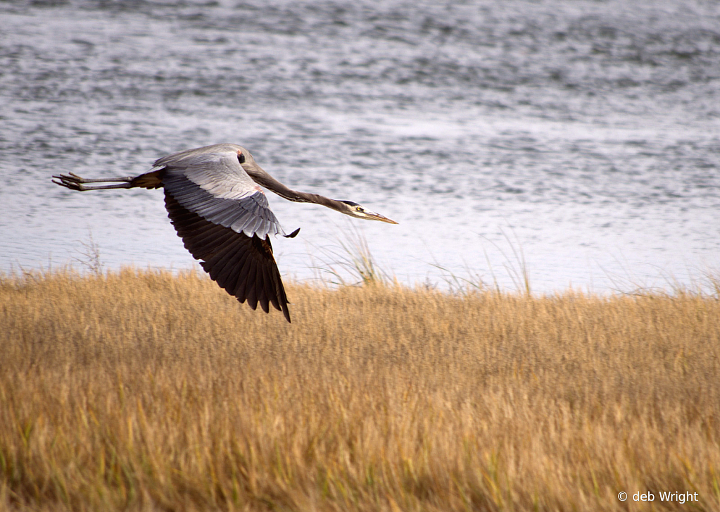 Great Blue Heron Flying Away - ID: 16032064 © deb Wright