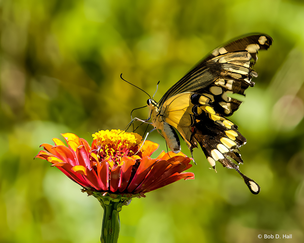 Roughed Up Swallowtail