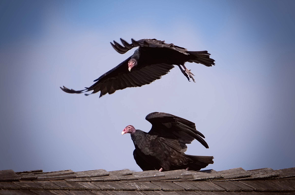 Vultures Playing Leapfrog on the Roof - ID: 16032167 © Kitty R. Kono