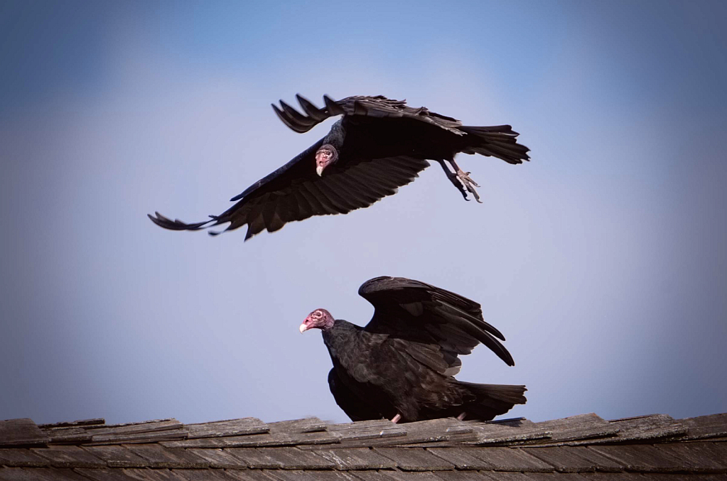 Vultures Playing Leapfrog on the Roof