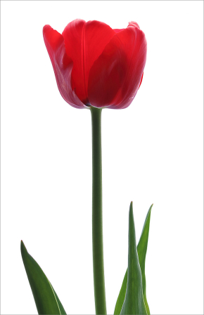 Red tulip