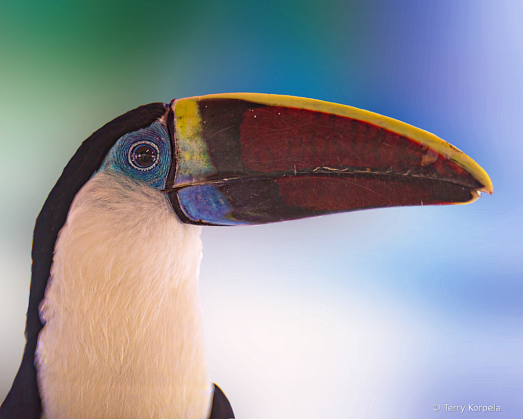 Toucan - ID: 16032124 © Terry Korpela