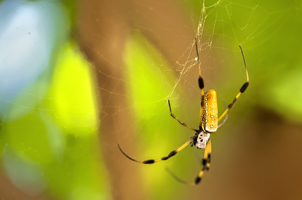 Spider Acrobatics - ID: 16032128 © Kelley J. Heffelfinger