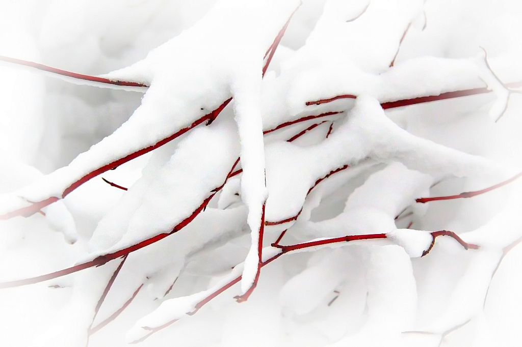 Winter White and Red Dpgwood