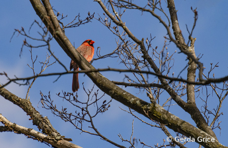 Little Cardinal on a Big Tree