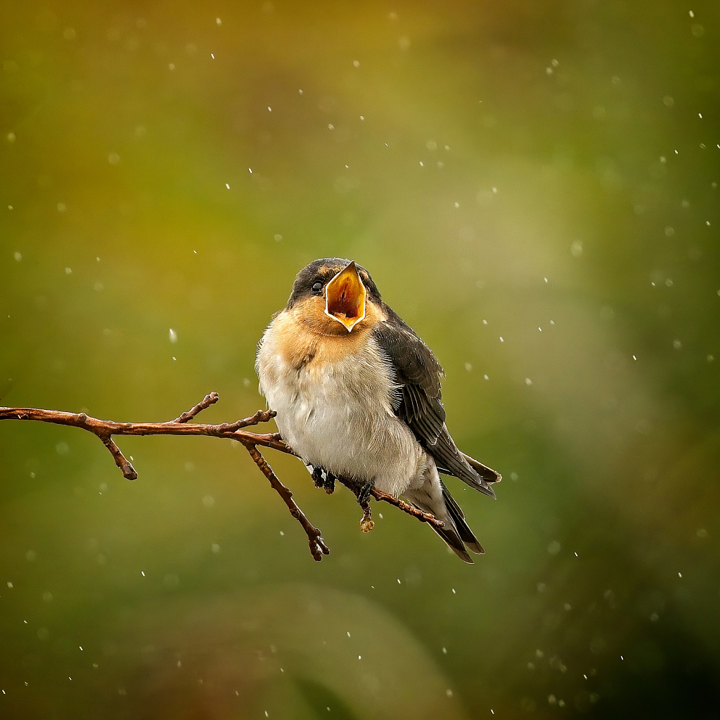 November 2022 Photo Contest Grand Prize Winner - Yawning in the rain