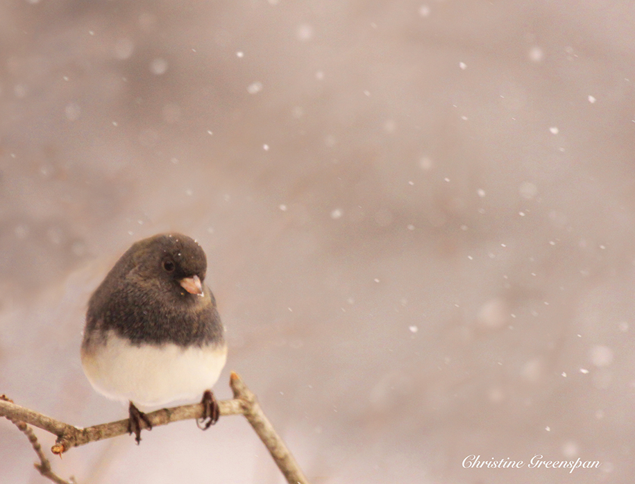 First Snow