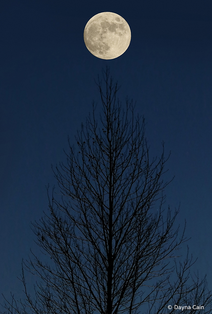 Tree Topper