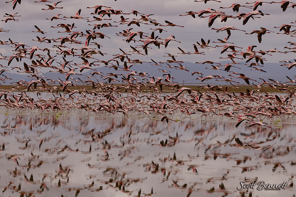 Lesser Flamingos in Flight