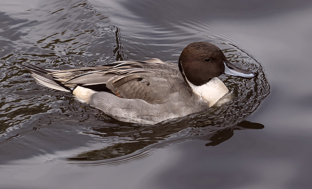 Male Pintail