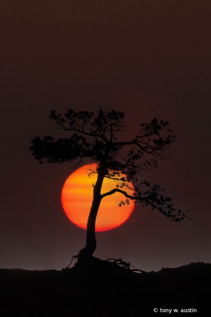Sunrise over lone tree