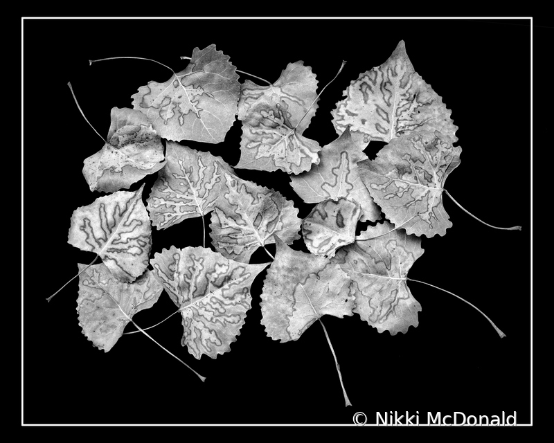Cottonwood Leaf Abstract in Black and White