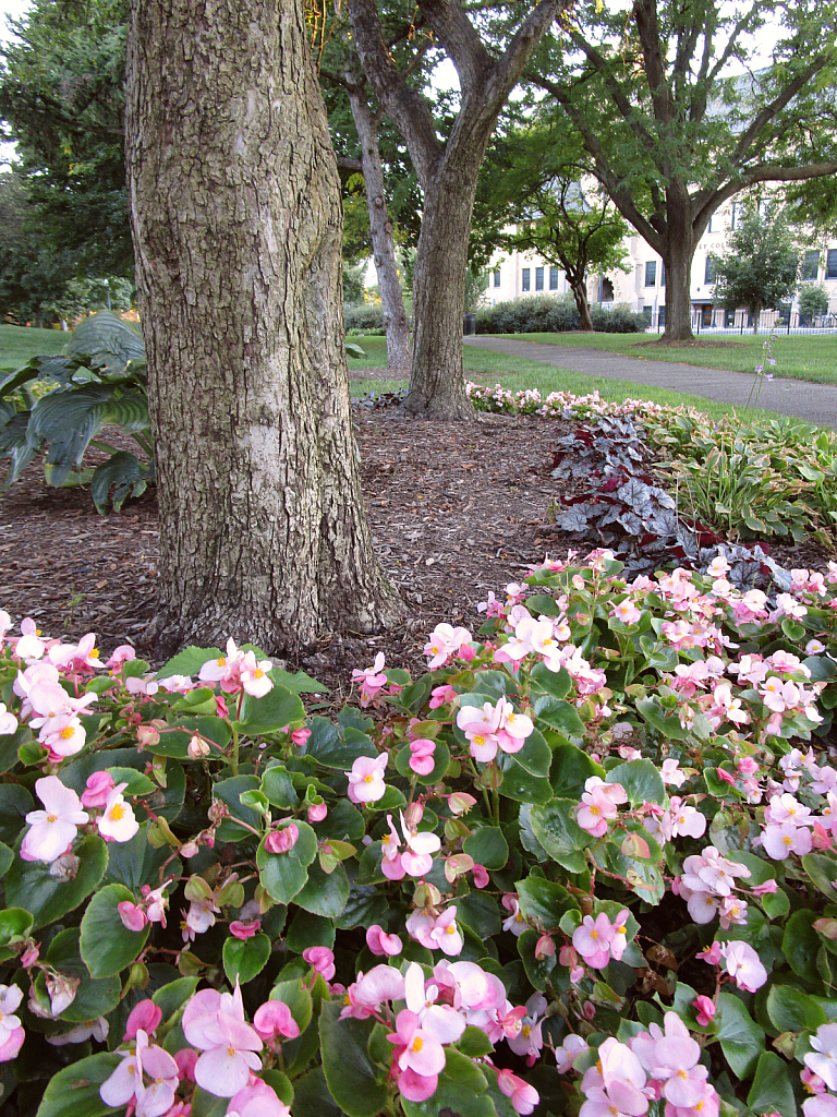 Pink and greenery