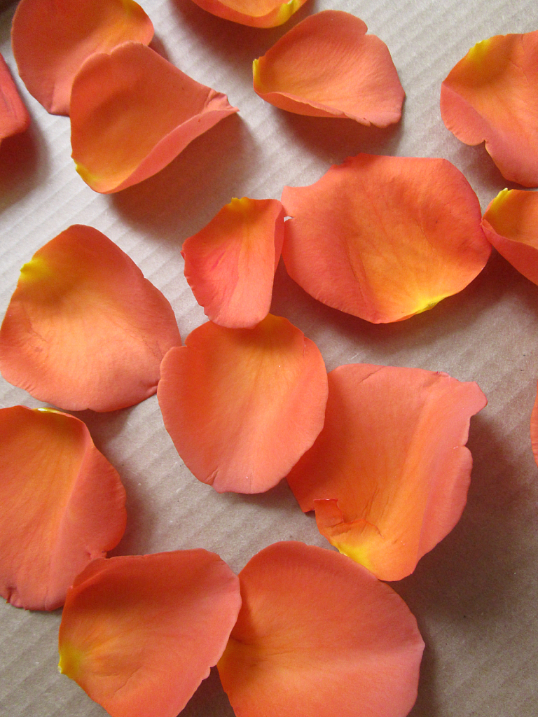 Thanksgiving rose petals