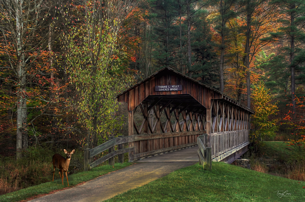 Autumn in Allegany