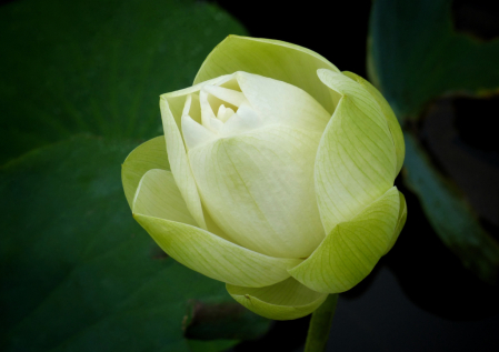 ~ ~ THE OPENING OF A WATER LILY ~ ~ 
