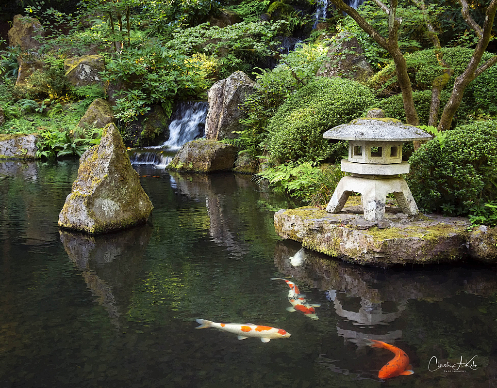 Koi Pond