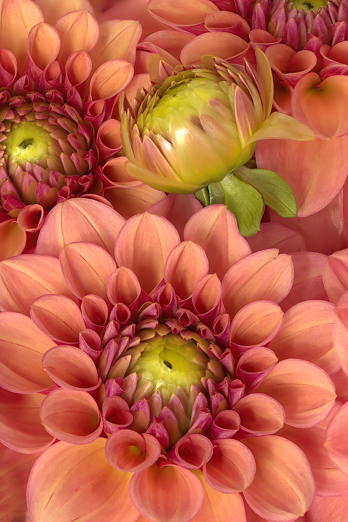 Dahlias and Bud