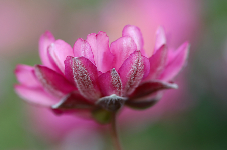 Pink Anemone