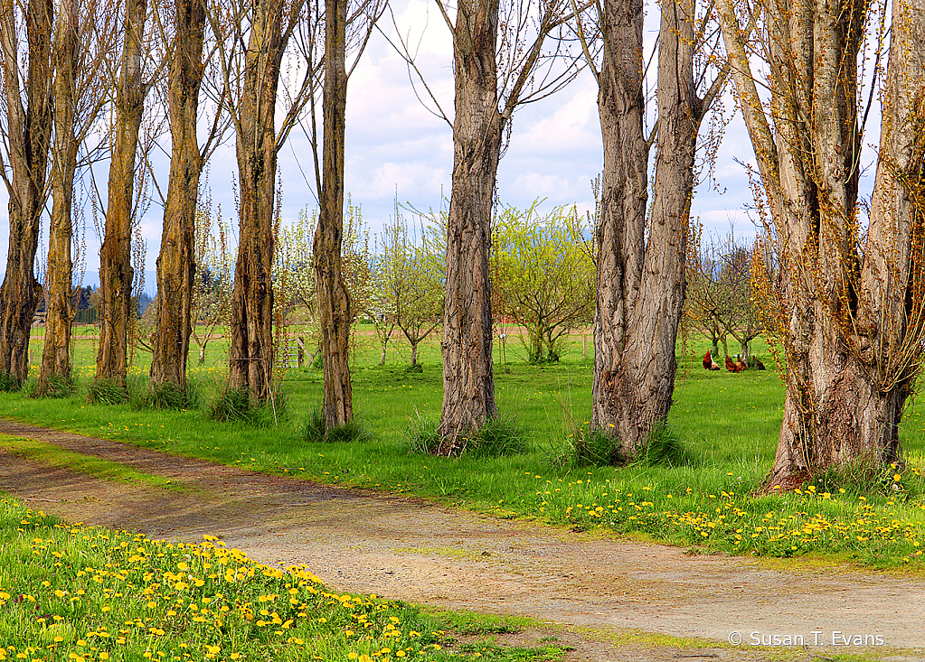 Tree Lined