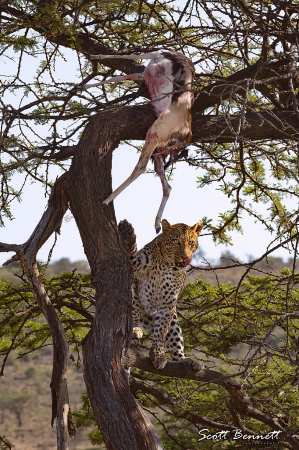 Leopard with Prey