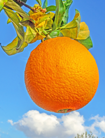 A nice Orange. Season's fruit.