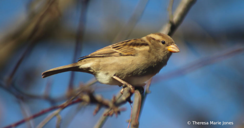 Sparrow - ID: 16032461 © Theresa Marie Jones