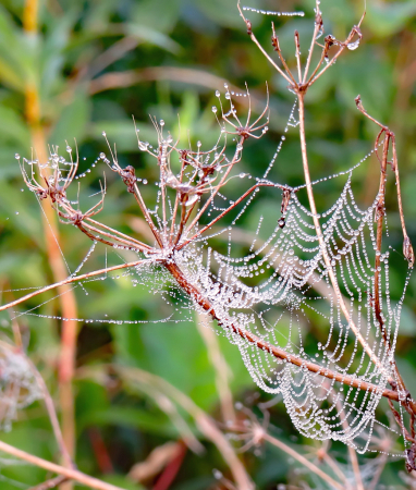 Dew On Webs And Weeds