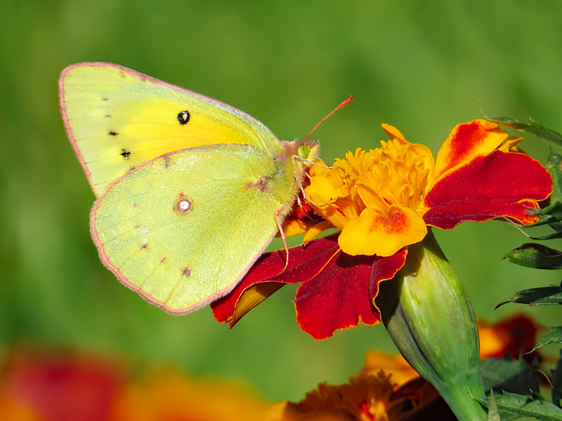 Pretty in Yellow