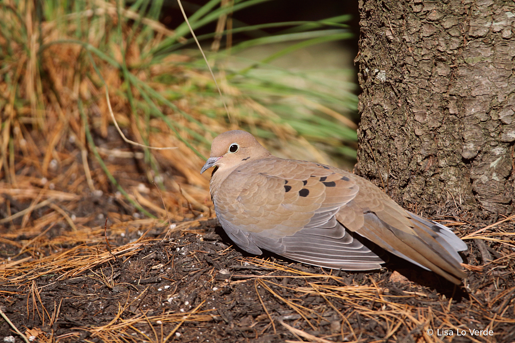 Mourning Dove In My Garden