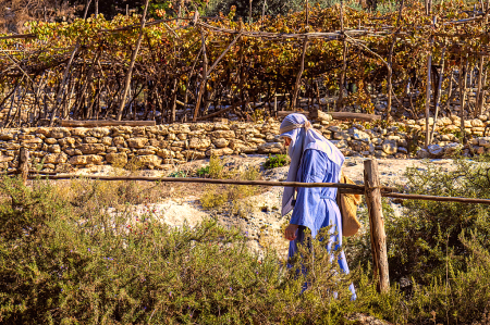 Olive Gatherer