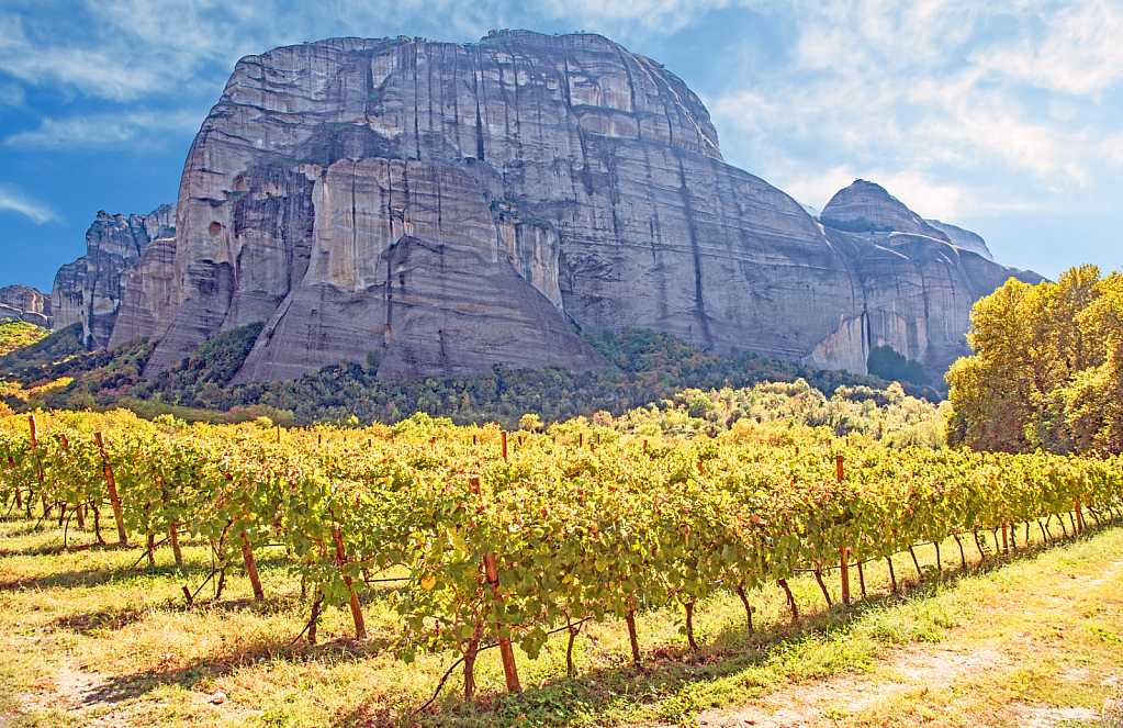 Vineyard by the Meteora Rocks.