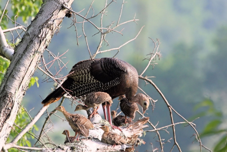 Turkey Family