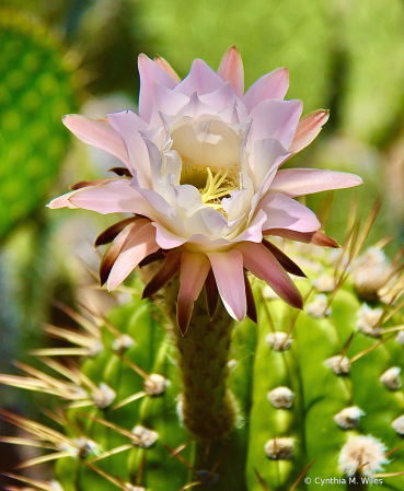 Cactus Flower 