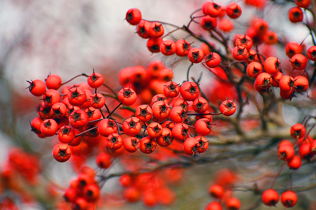 Red Berries