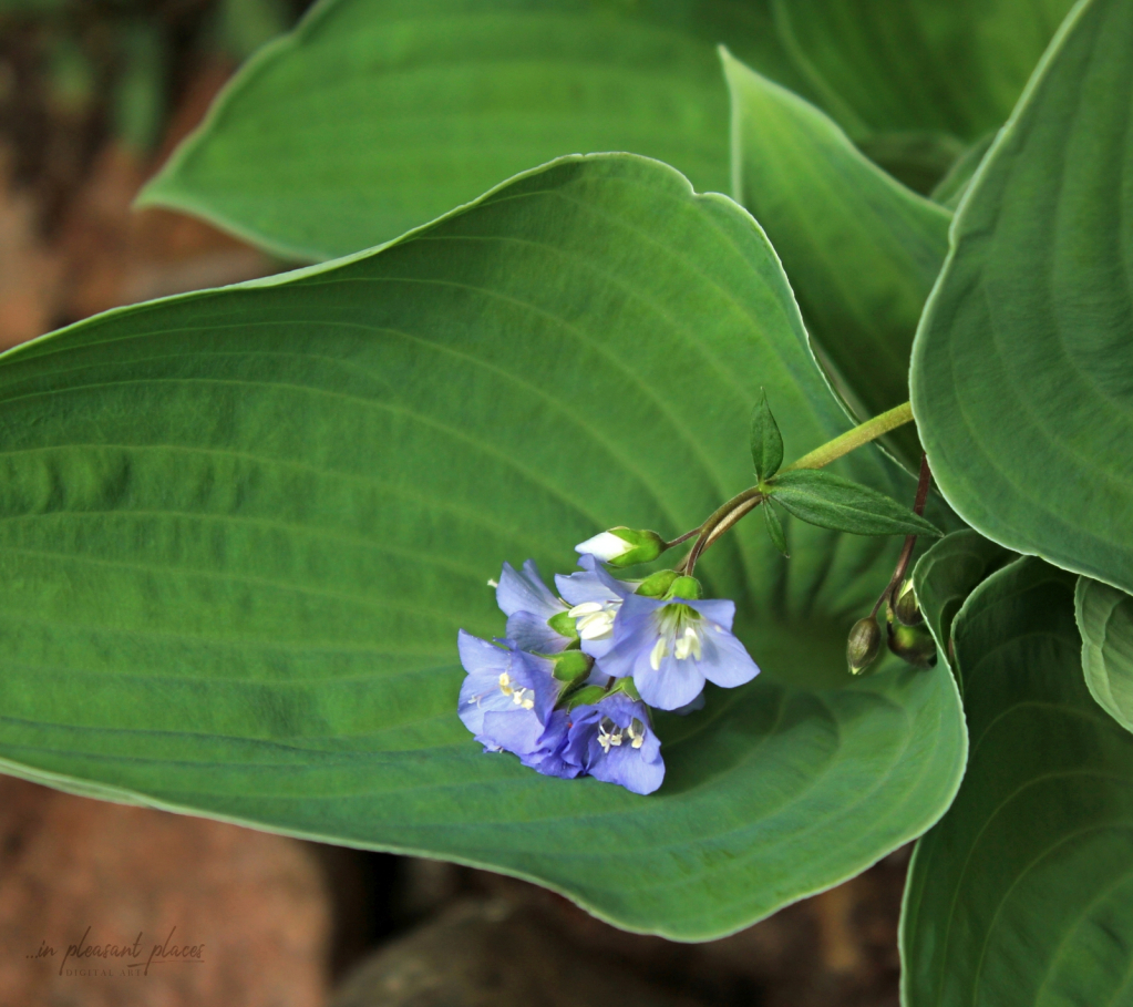 Blue-on-Blue