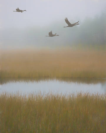 Sandhill Cranes in the Mist