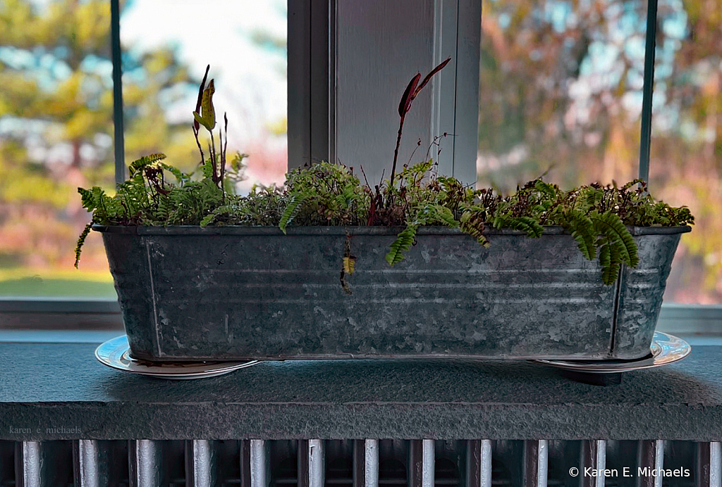 planter at window - ID: 16032747 © Karen E. Michaels