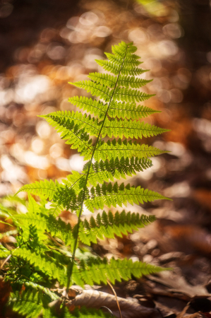 Forest Treasure